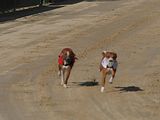 Golden Rabbit European Sandtrack-Derby Th. Ernst (153)